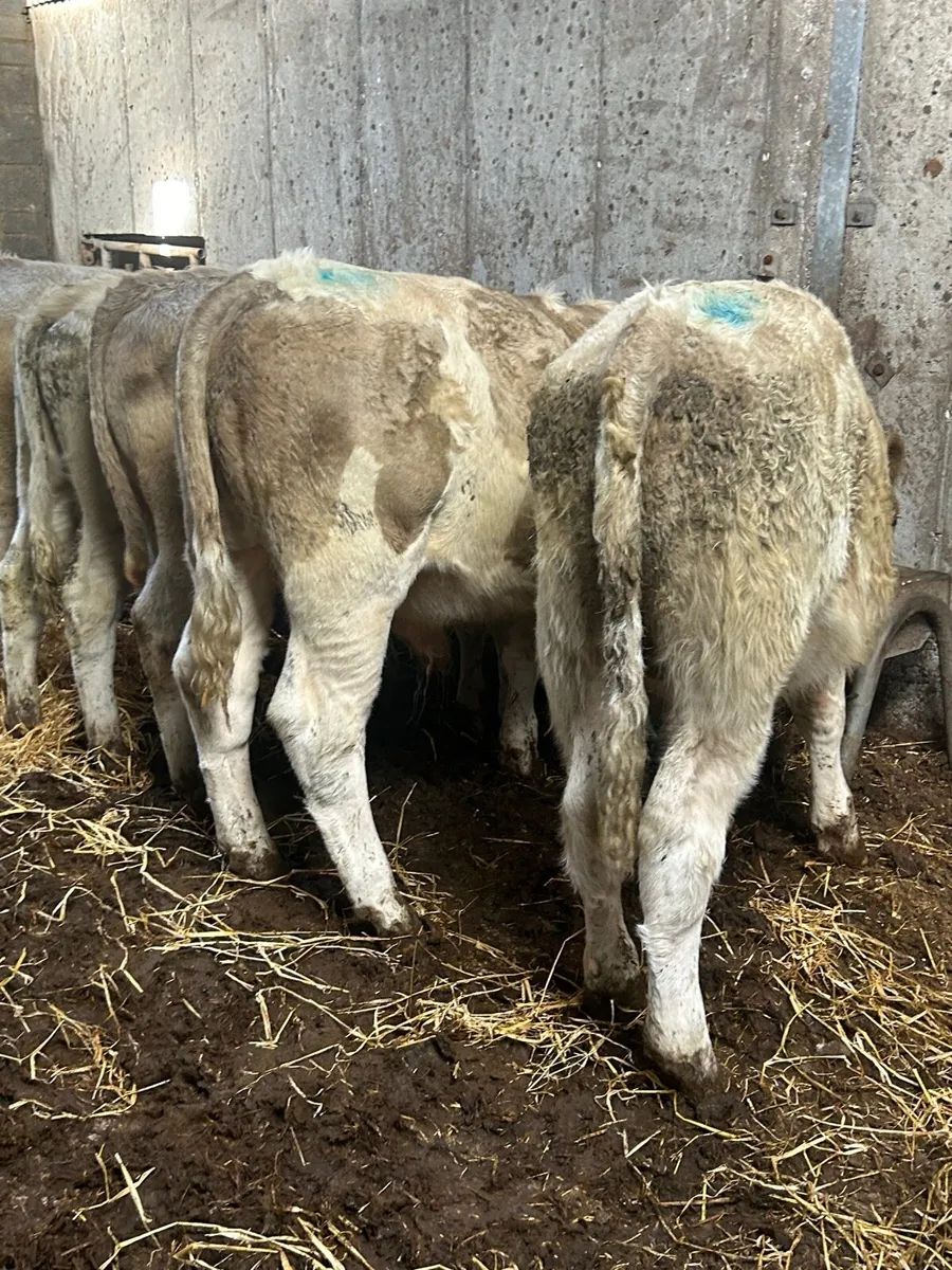 5 charlaois bullocks - Image 3