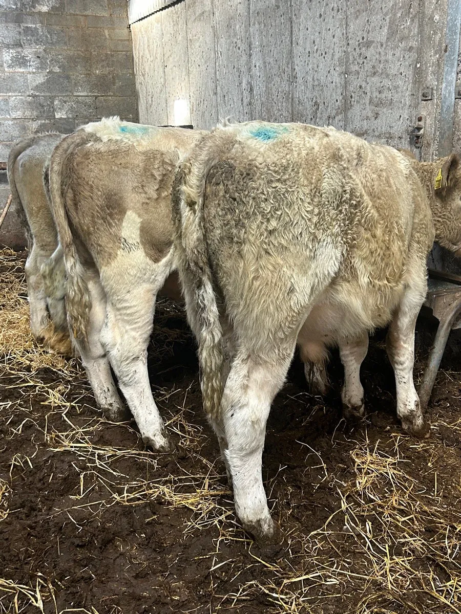 5 charlaois bullocks - Image 4
