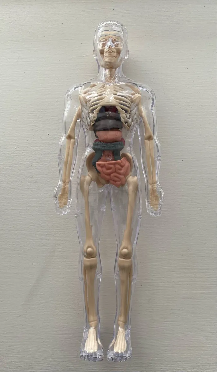 Human Body Anatomy Set - Science Body Parts - Image 1