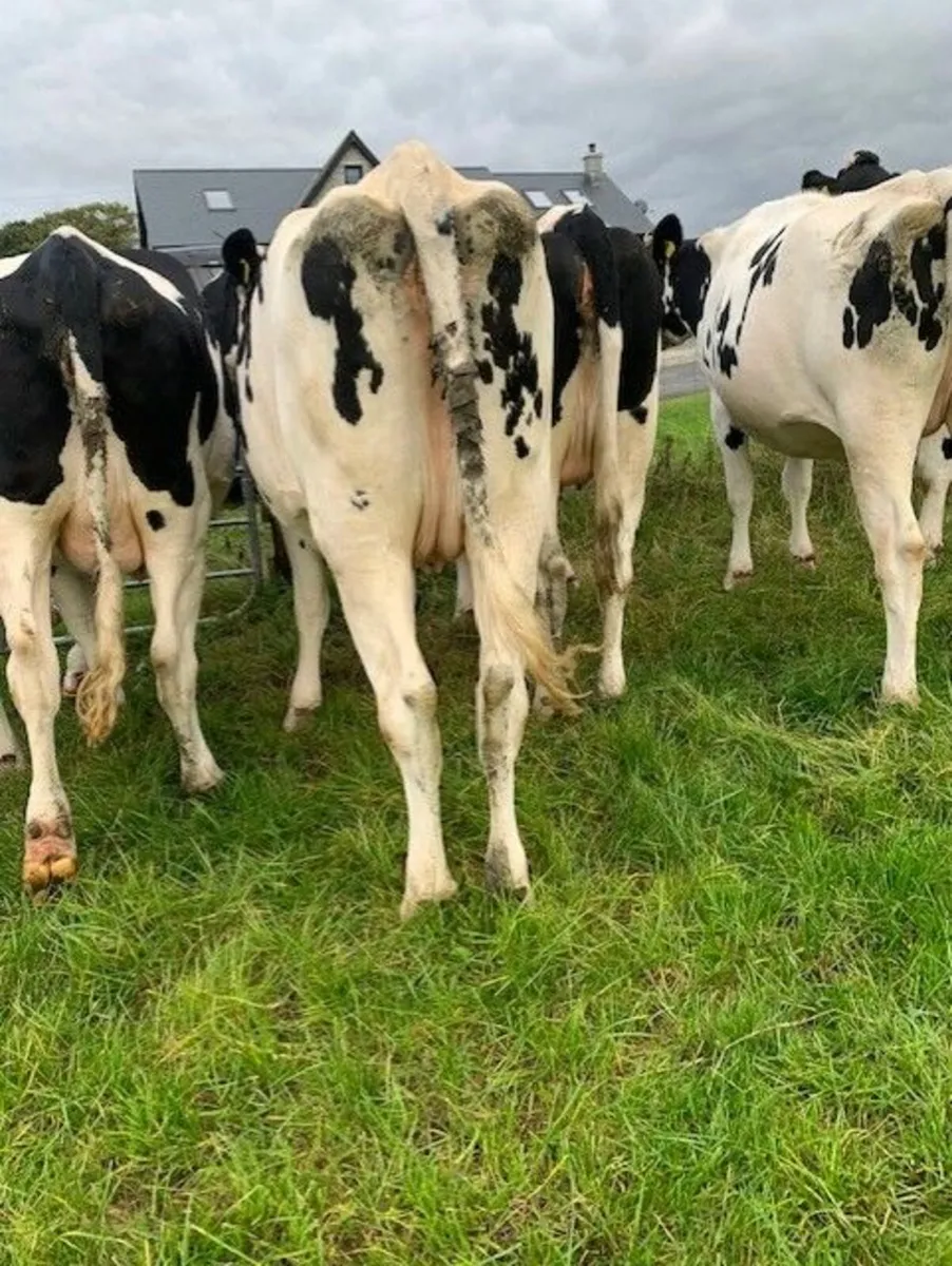 Springing Holstein Freisian Heifers - Image 2