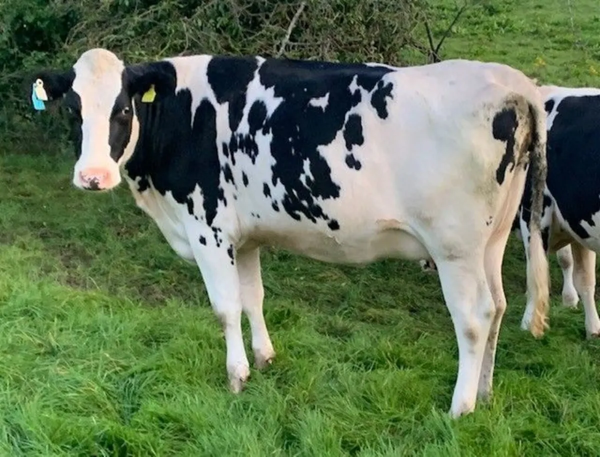 Springing Holstein Freisian Heifers - Image 3