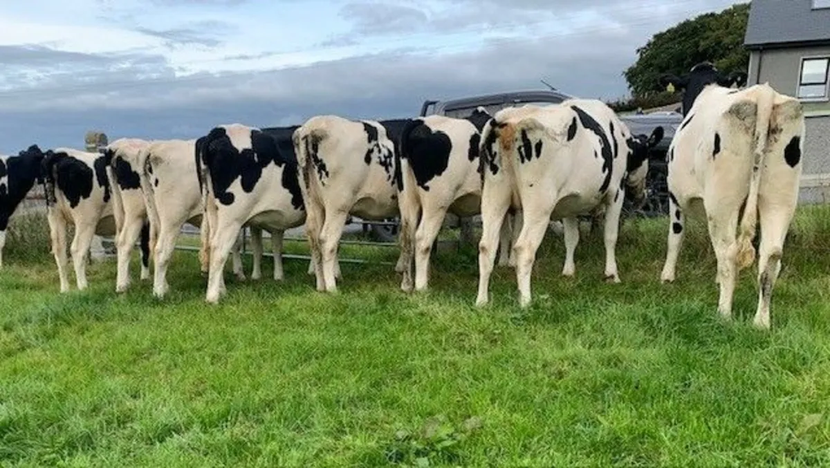 Springing Holstein Freisian Heifers - Image 4
