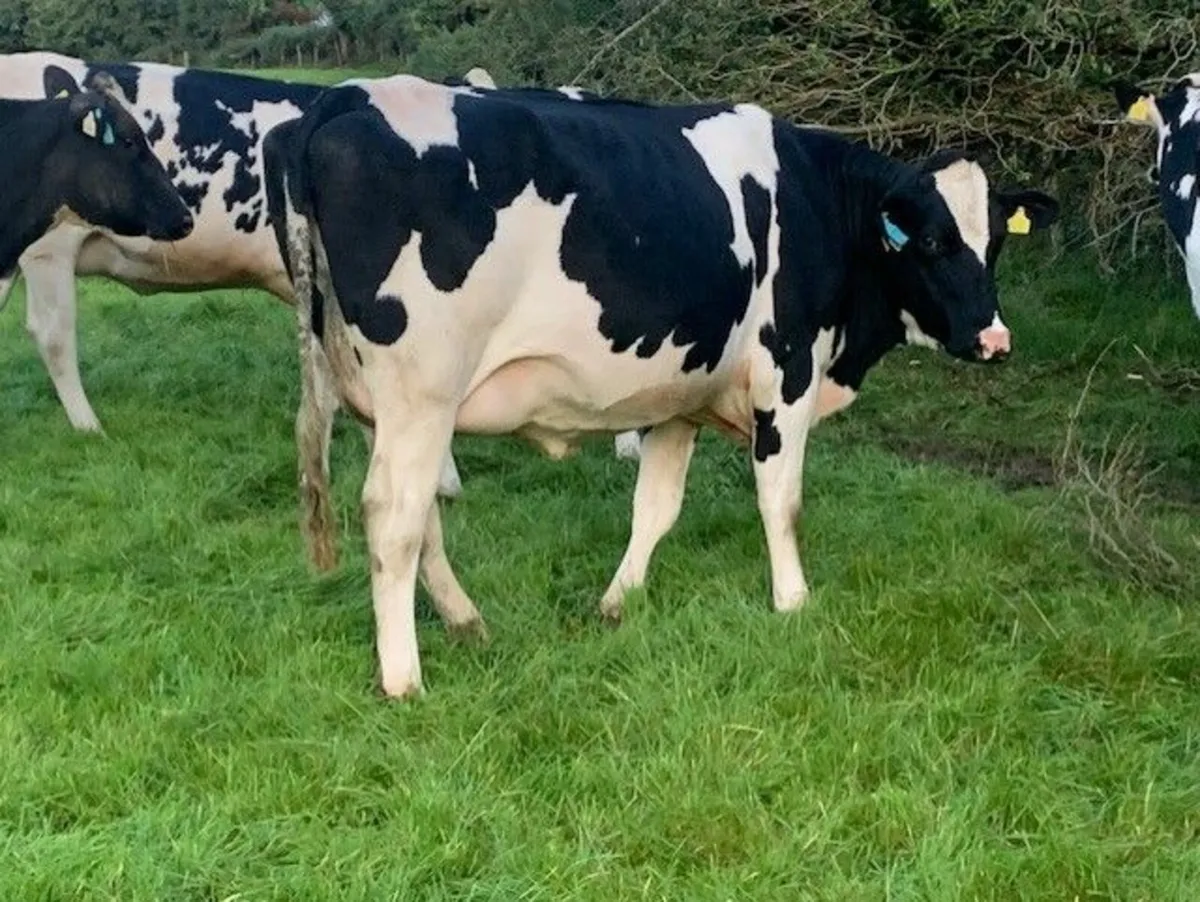 Springing Holstein Freisian Heifers - Image 1