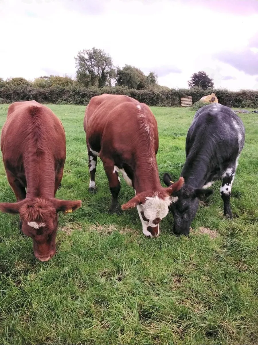 Breeding heifers - Image 1