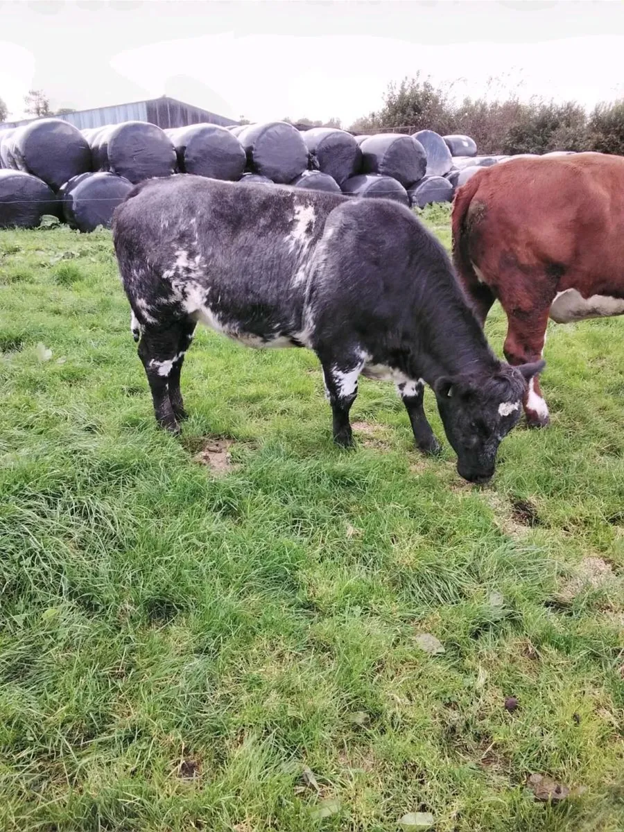 Breeding heifers - Image 3