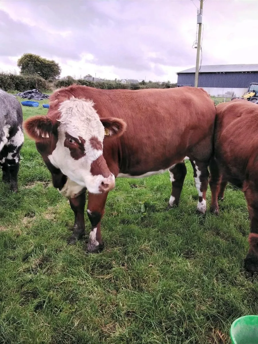 Breeding heifers - Image 4