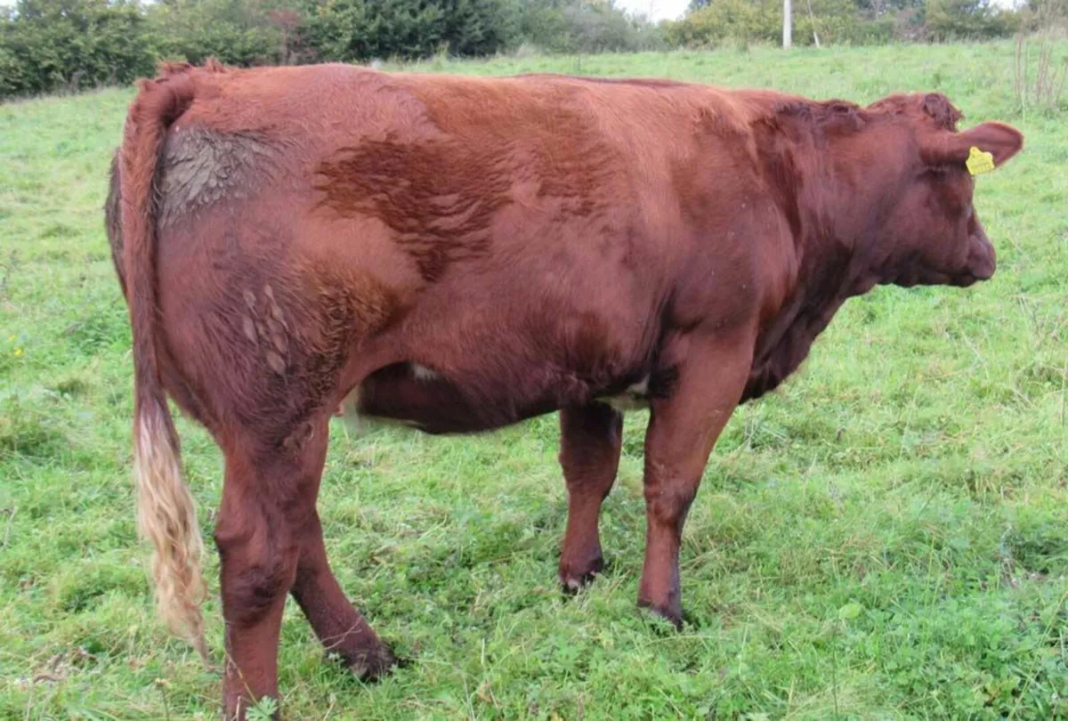U Grade BB 5* Rep Heifer out of  Ped Saler cow - Image 3