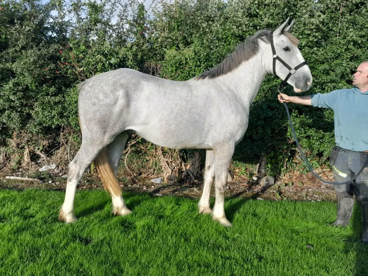Draught X Cob going to banagher fair tomorrow - Image 1