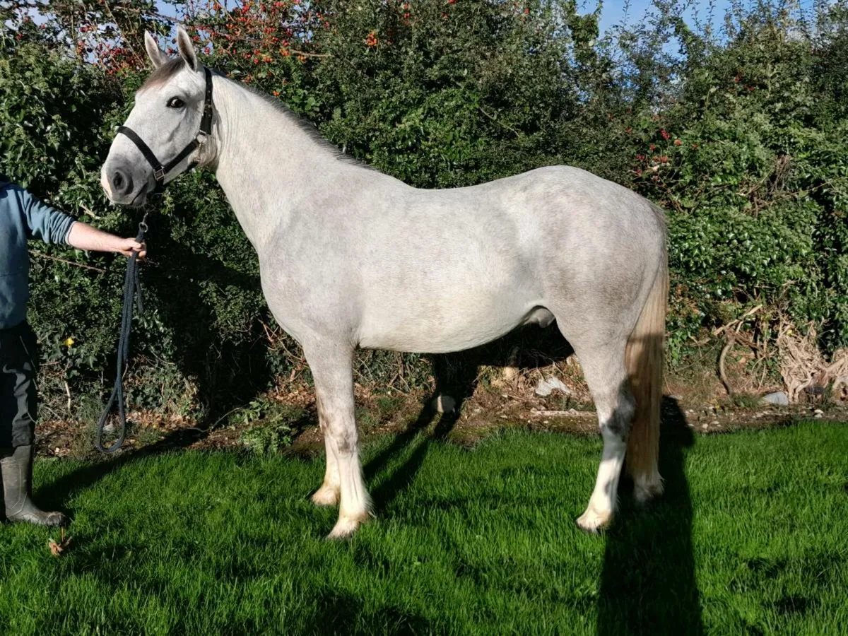 Draught X Cob going to banagher fair tomorrow - Image 2
