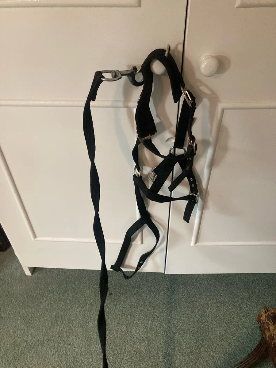 24ft Black Padded Lunge rein head collar and whip - Image 4
