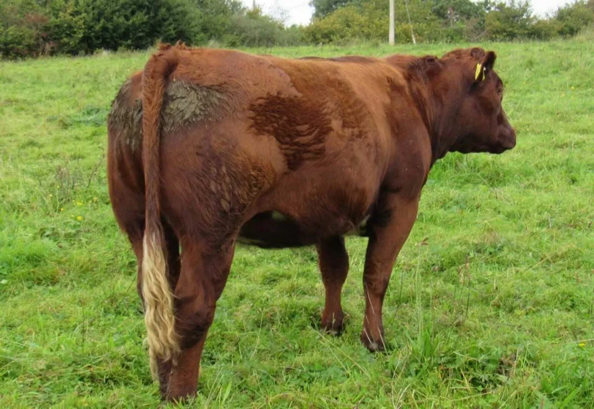 U Grade BB 5* Rep Heifer out of  Ped Saler cow - Image 2