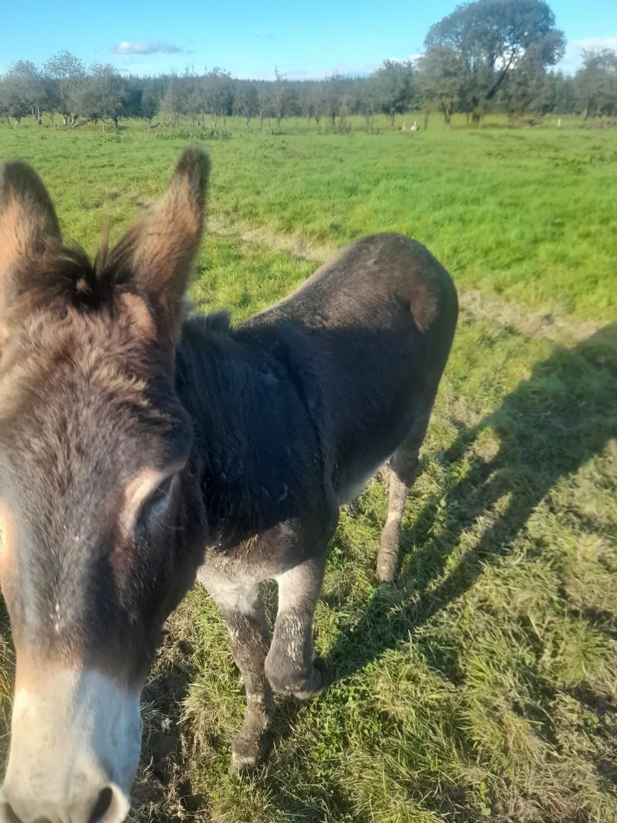 Donkeys - Image 4
