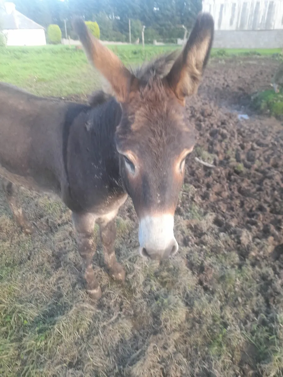Donkeys - Image 3