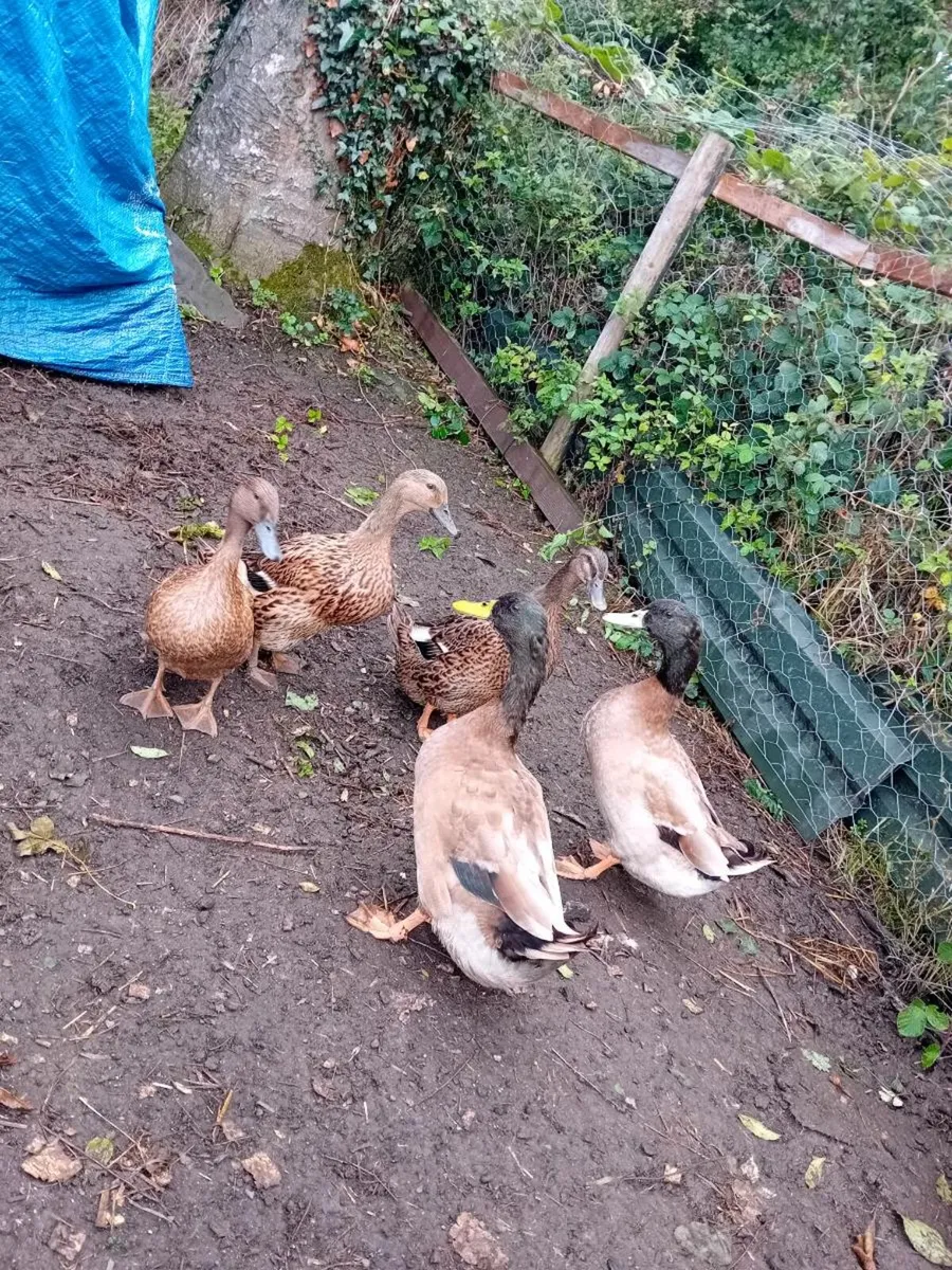 Ducks and chickens - Image 1