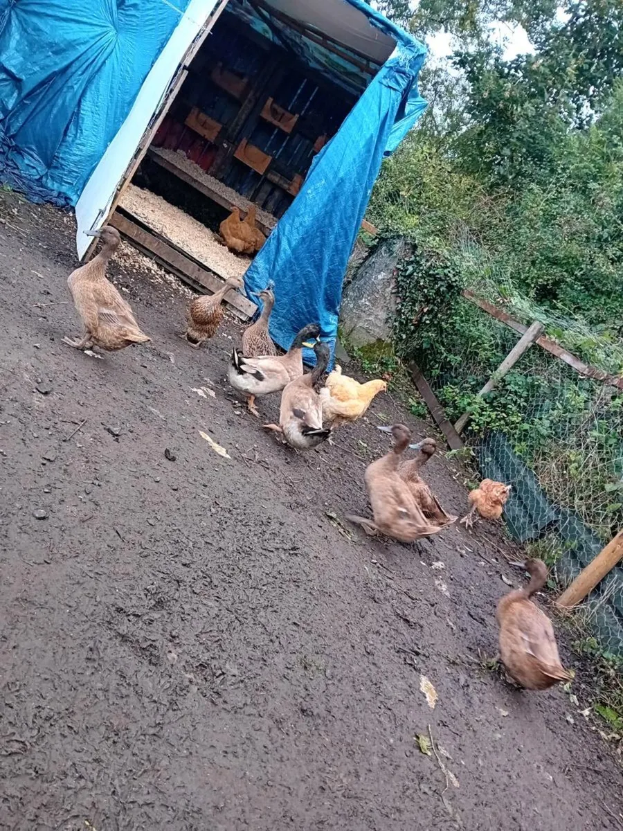 Ducks and chickens - Image 2