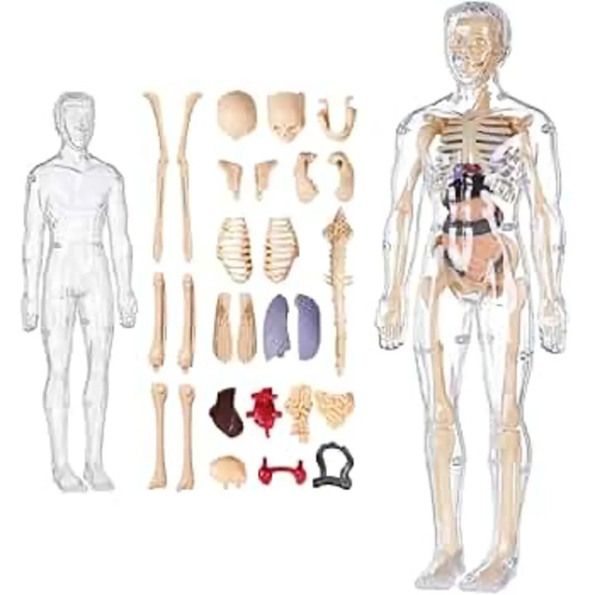 Human Body Anatomy Set - Science Body Parts - Image 3