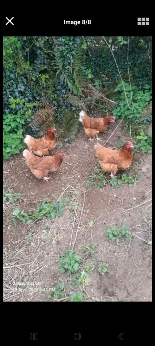 Ducks and chickens - Image 3