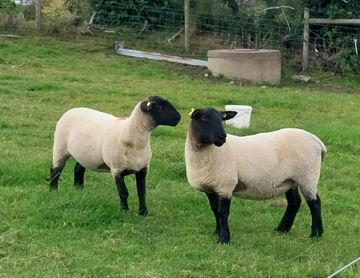 Sheep Breeding Ewe Hoggets for sale - Image 2