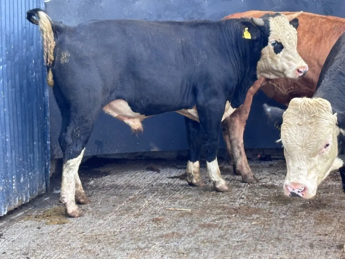 3 bullocks for sale - Image 3