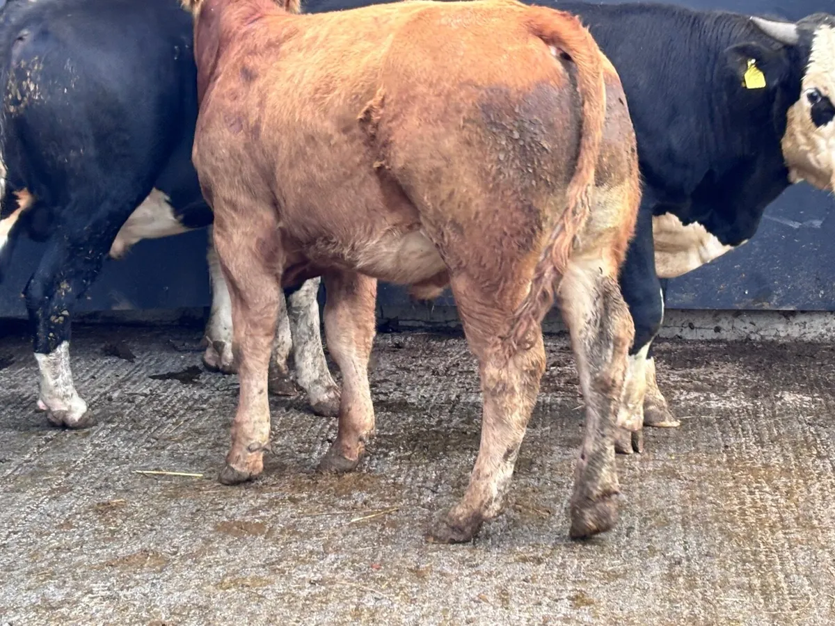 3 bullocks for sale - Image 4