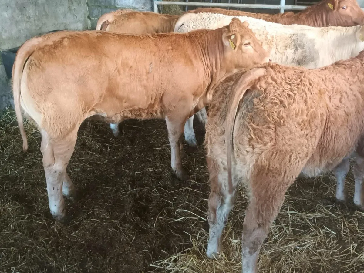 6 top.quality U Grade Limousin Heifer's for sale - Image 2