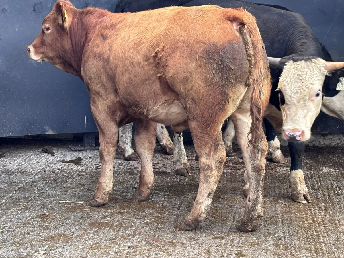 3 bullocks for sale - Image 1