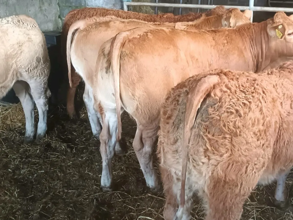 6 top.quality U Grade Limousin Heifer's for sale - Image 1