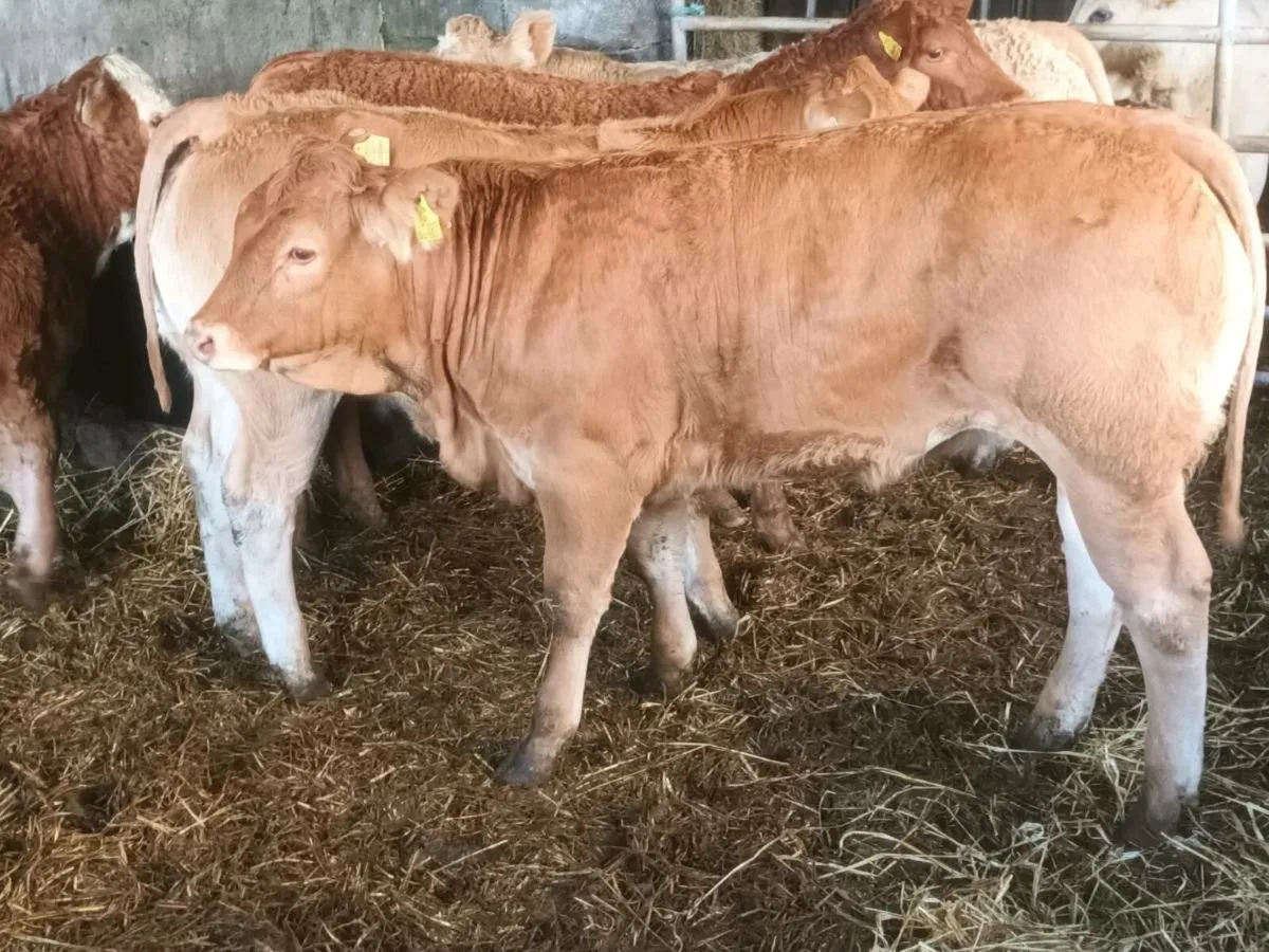 6 top.quality U Grade Limousin Heifer's for sale - Image 3