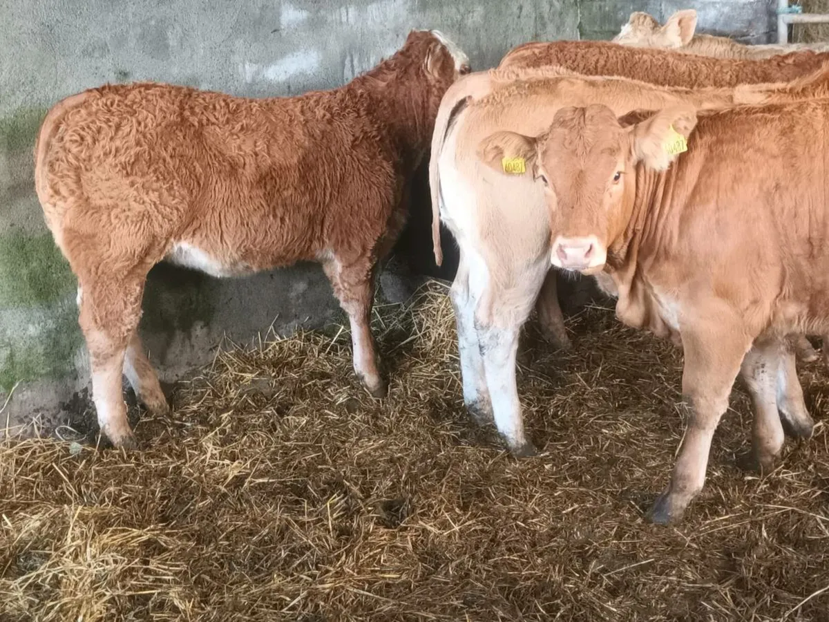 6 top.quality U Grade Limousin Heifer's for sale - Image 4