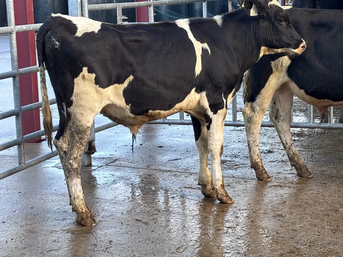 2 Freisan bull weanlings for sale - Image 2