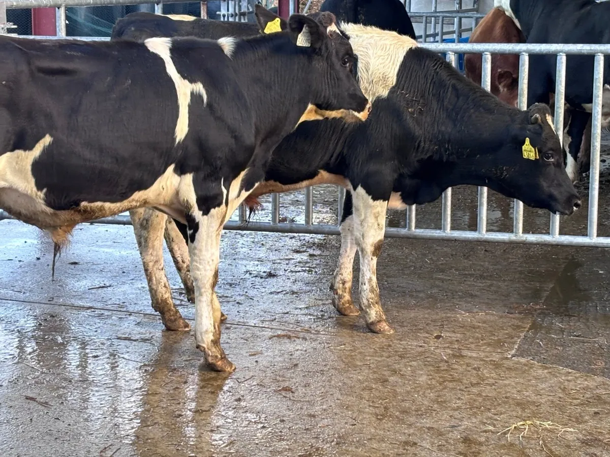 2 Freisan bull weanlings for sale - Image 3