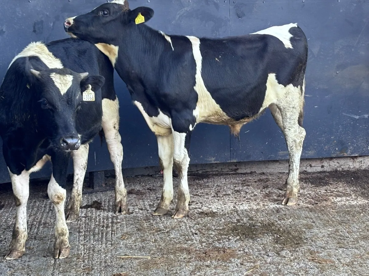 2 Freisan bull weanlings for sale - Image 4