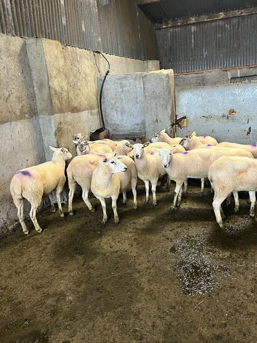 🤩20 ewe hoggets 🤩 - Image 1
