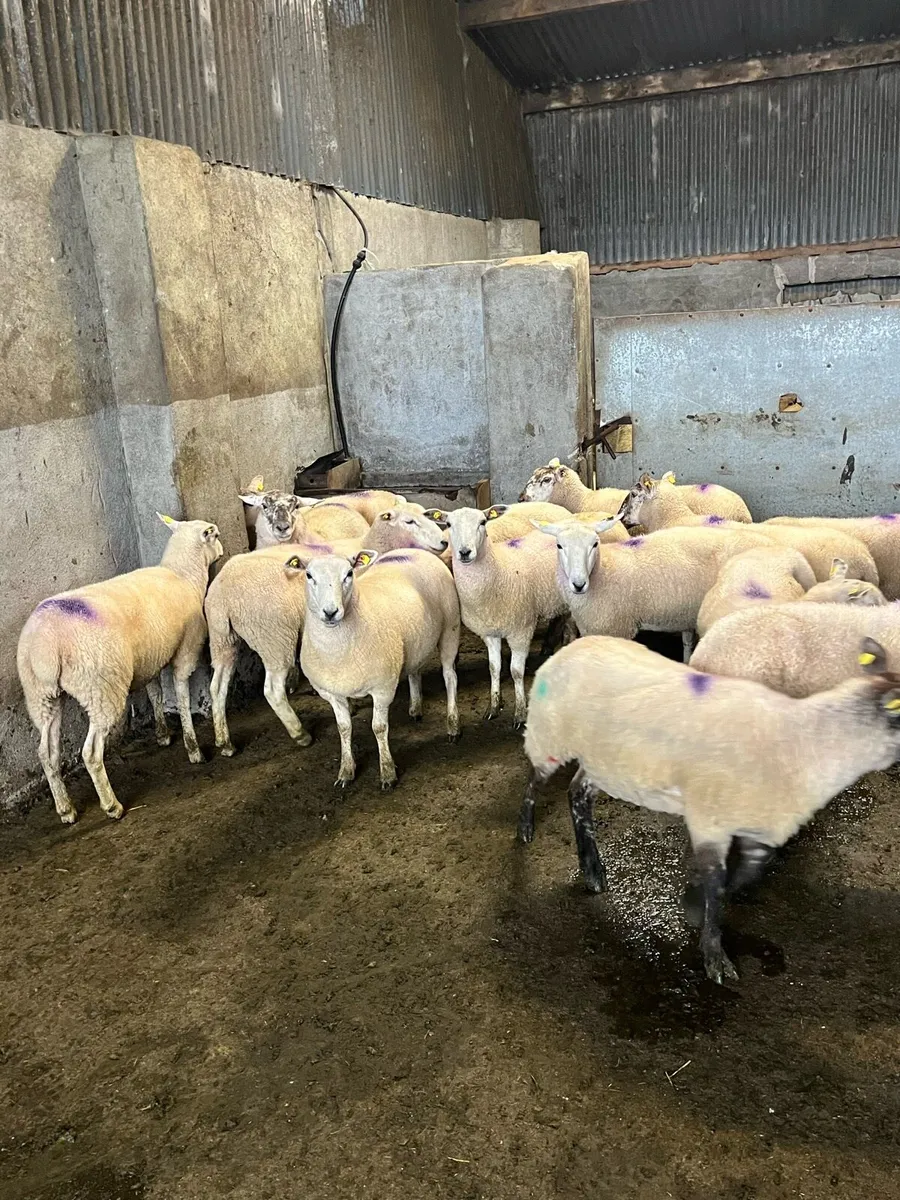 🤩20 ewe hoggets 🤩 - Image 2