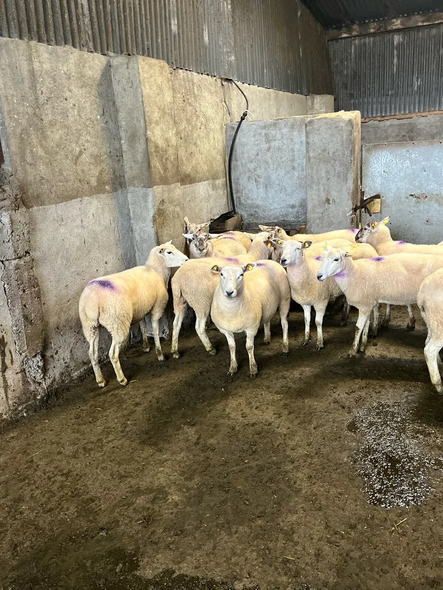 🤩20 ewe hoggets 🤩 - Image 3