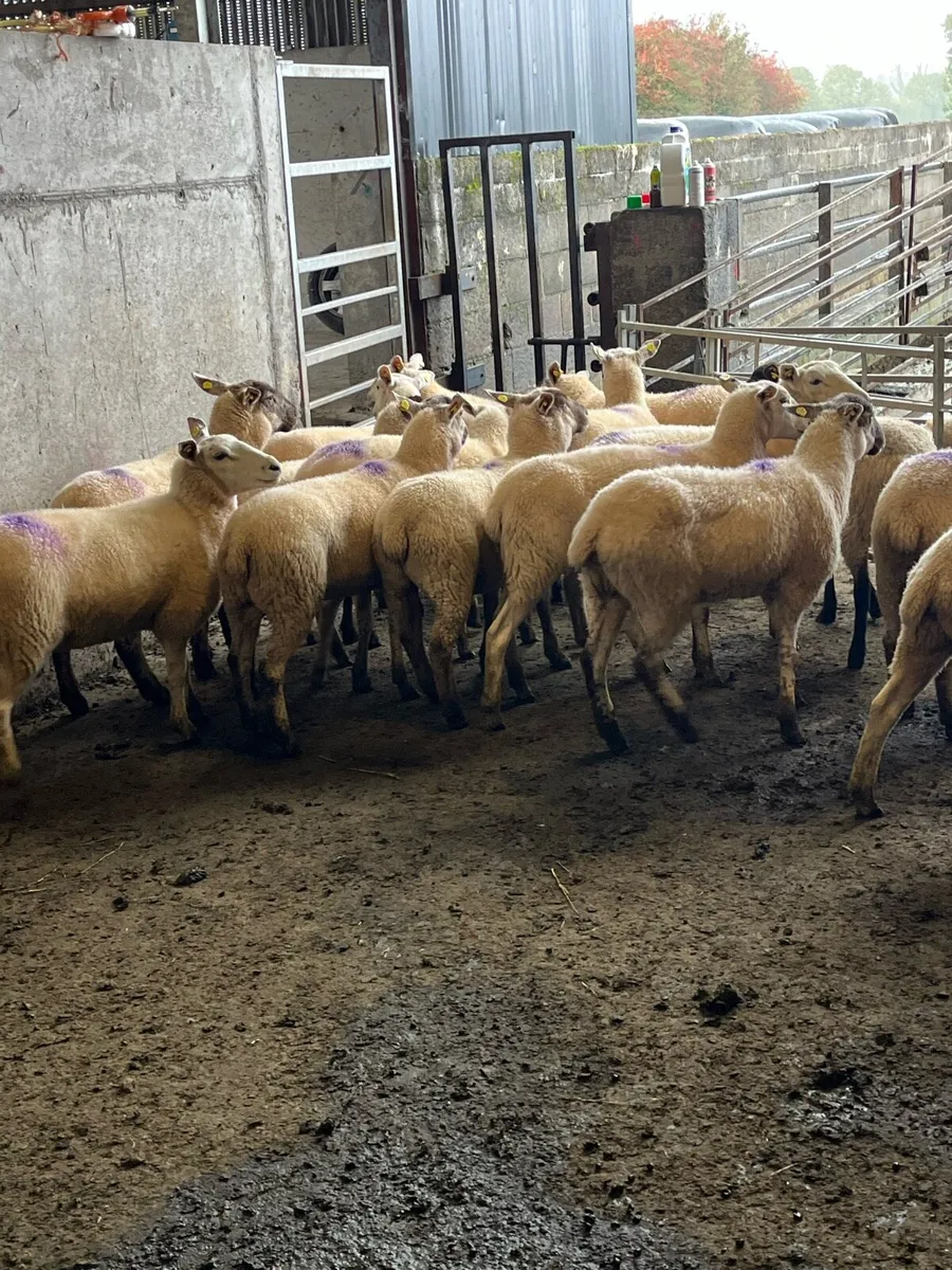 🤩20 ewe hoggets 🤩 - Image 4