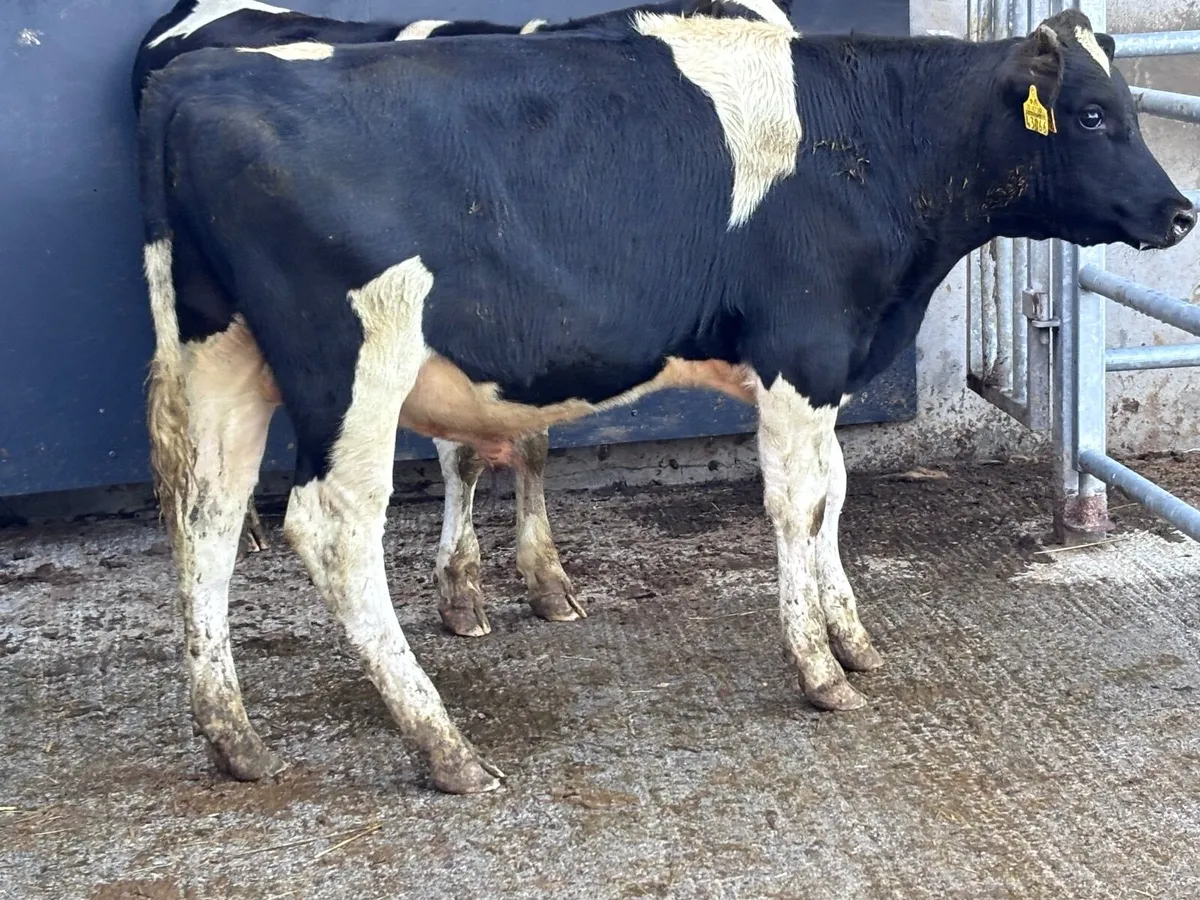 2 Freisan bull weanlings for sale - Image 1