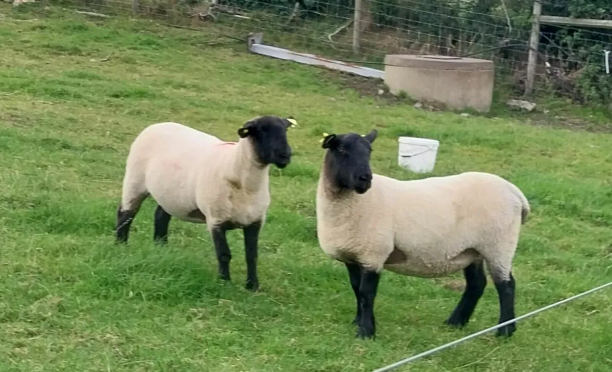 Sheep Breeding Ewe Hoggets for sale - Image 3