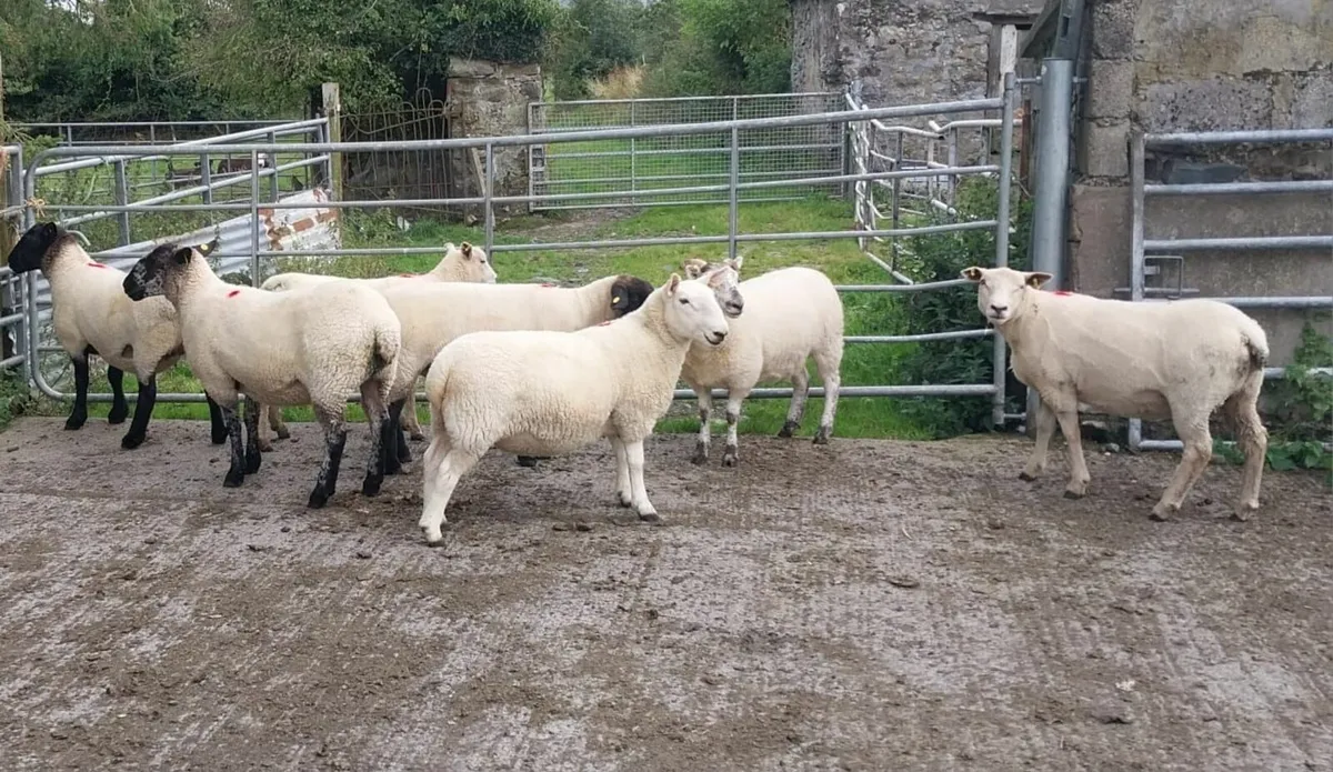 Sheep Breeding Ewe Hoggets for sale - Image 4