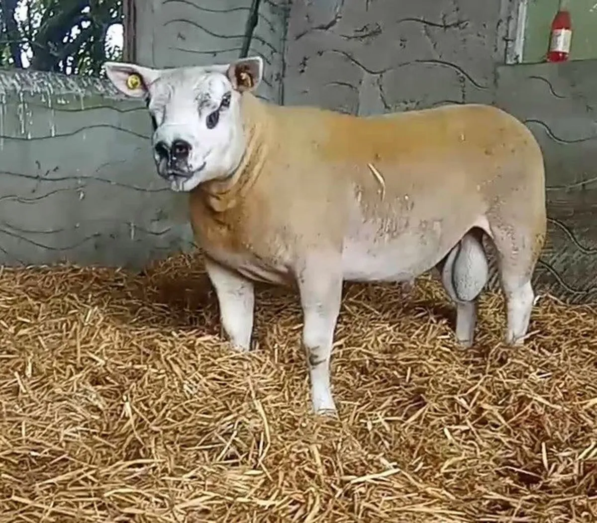 Pedigree Texel Hogget Ram - Image 1