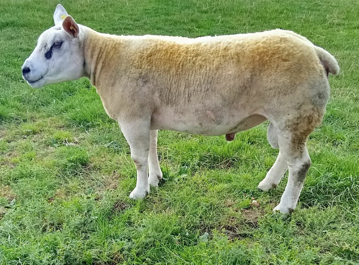 Pedigree Texel Hogget Ram - Image 2