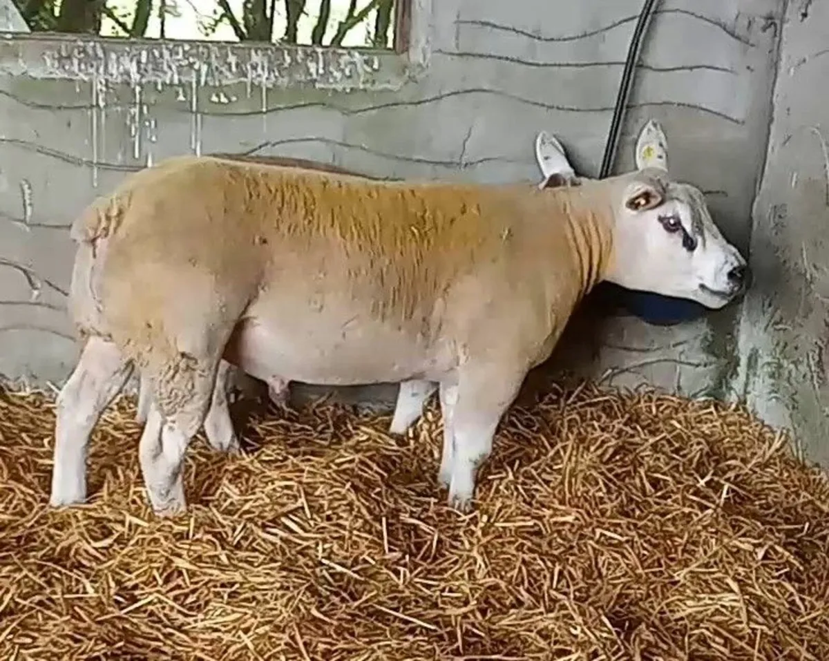 Pedigree Texel Hogget Ram - Image 3