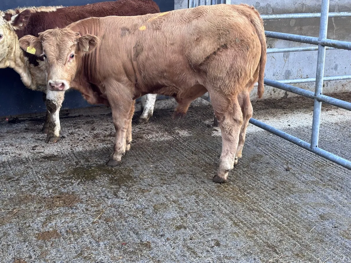 2 smashing bull Weanlings for sale - Image 1