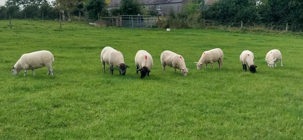 Sheep Breeding Ewe Hoggets for sale - Image 1