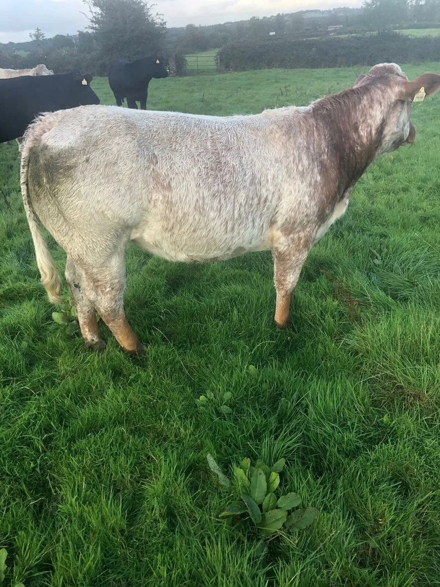 Roan Heifer - Image 2