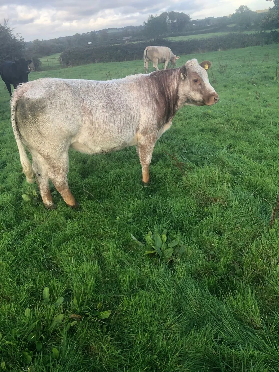 Roan Heifer - Image 3
