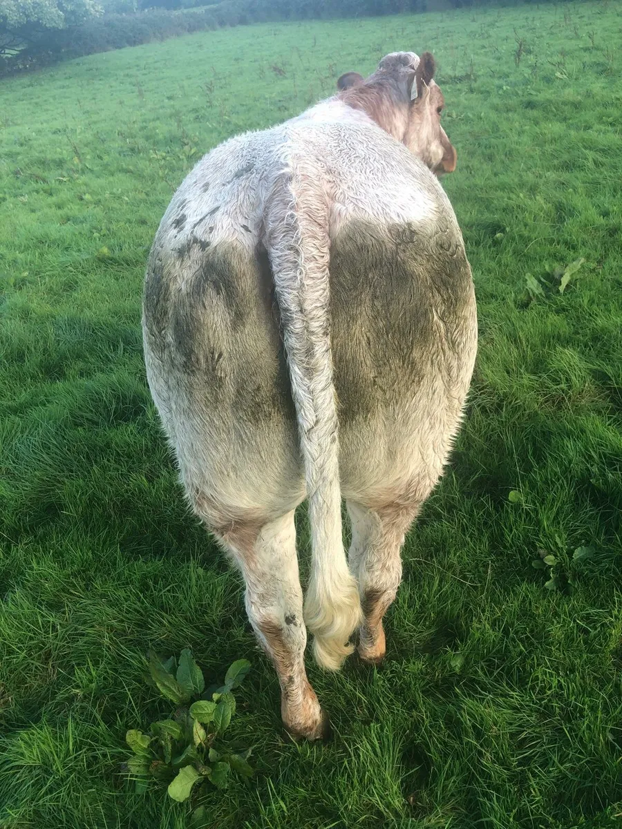 Roan Heifer - Image 4