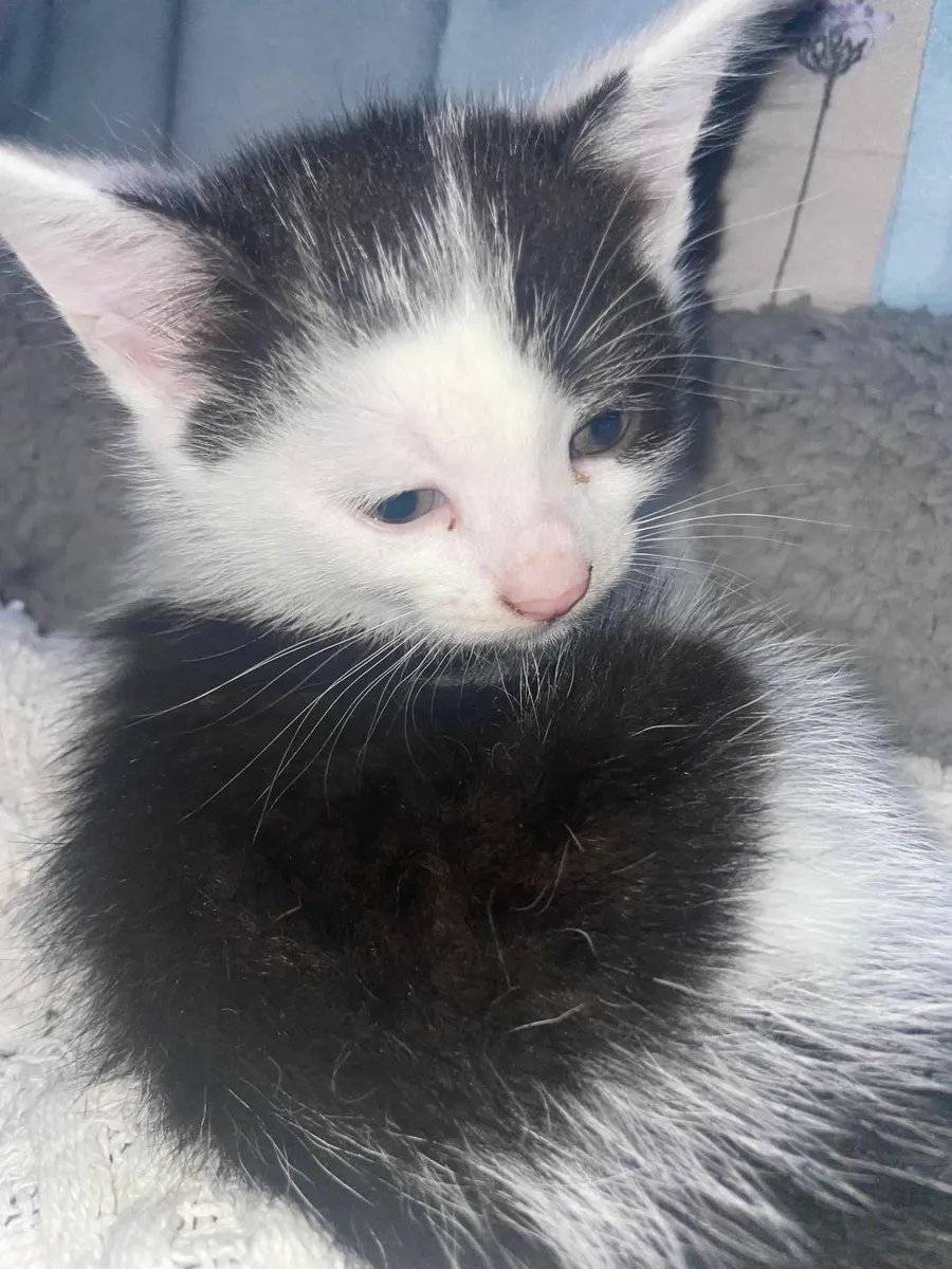 Kitten - Image 1