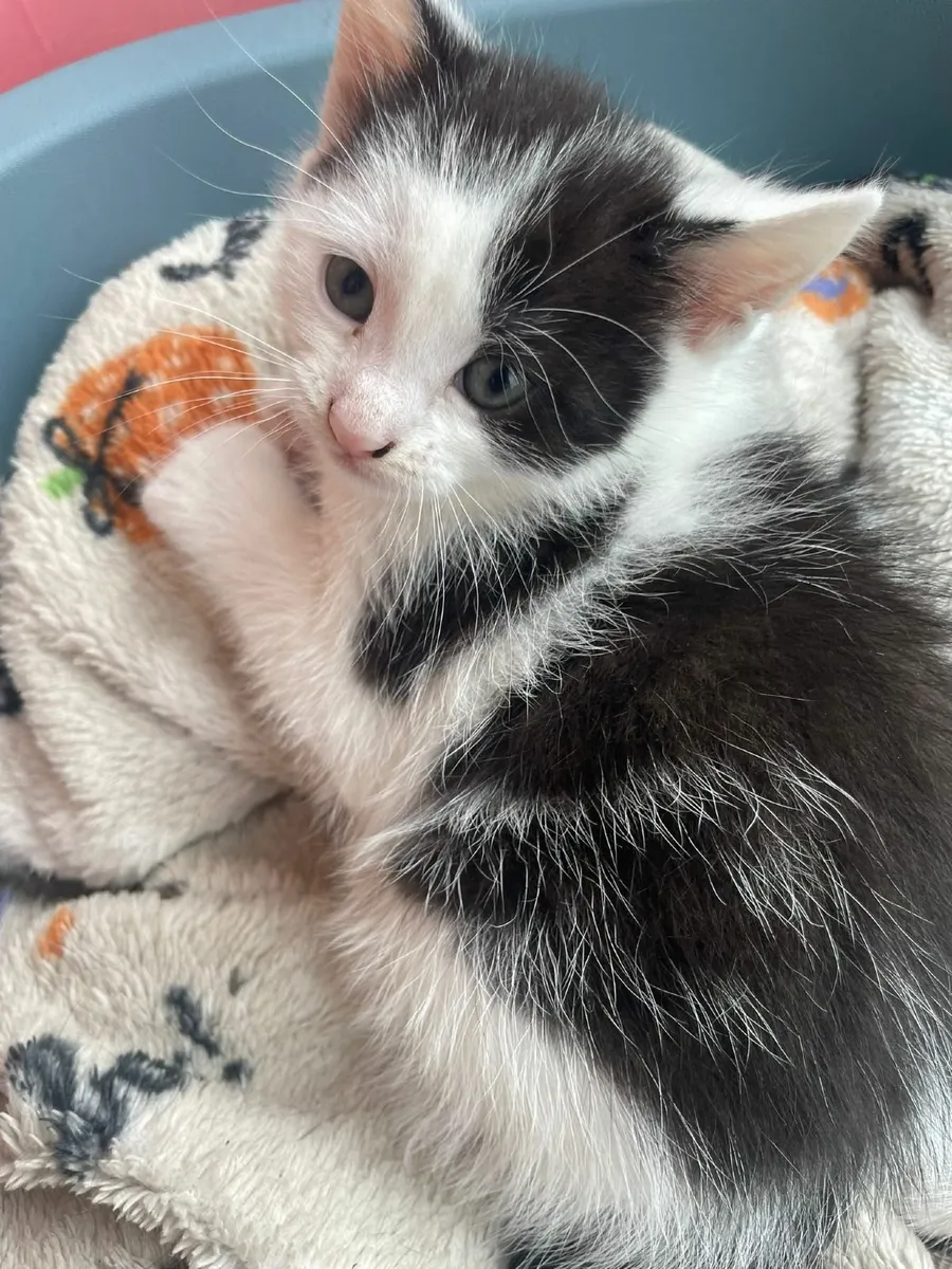 Kitten - Image 2