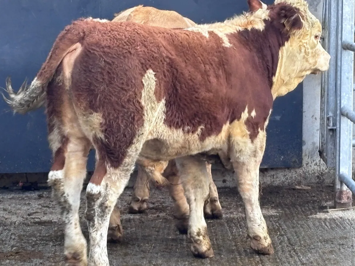 2 smashing bull Weanlings for sale - Image 2